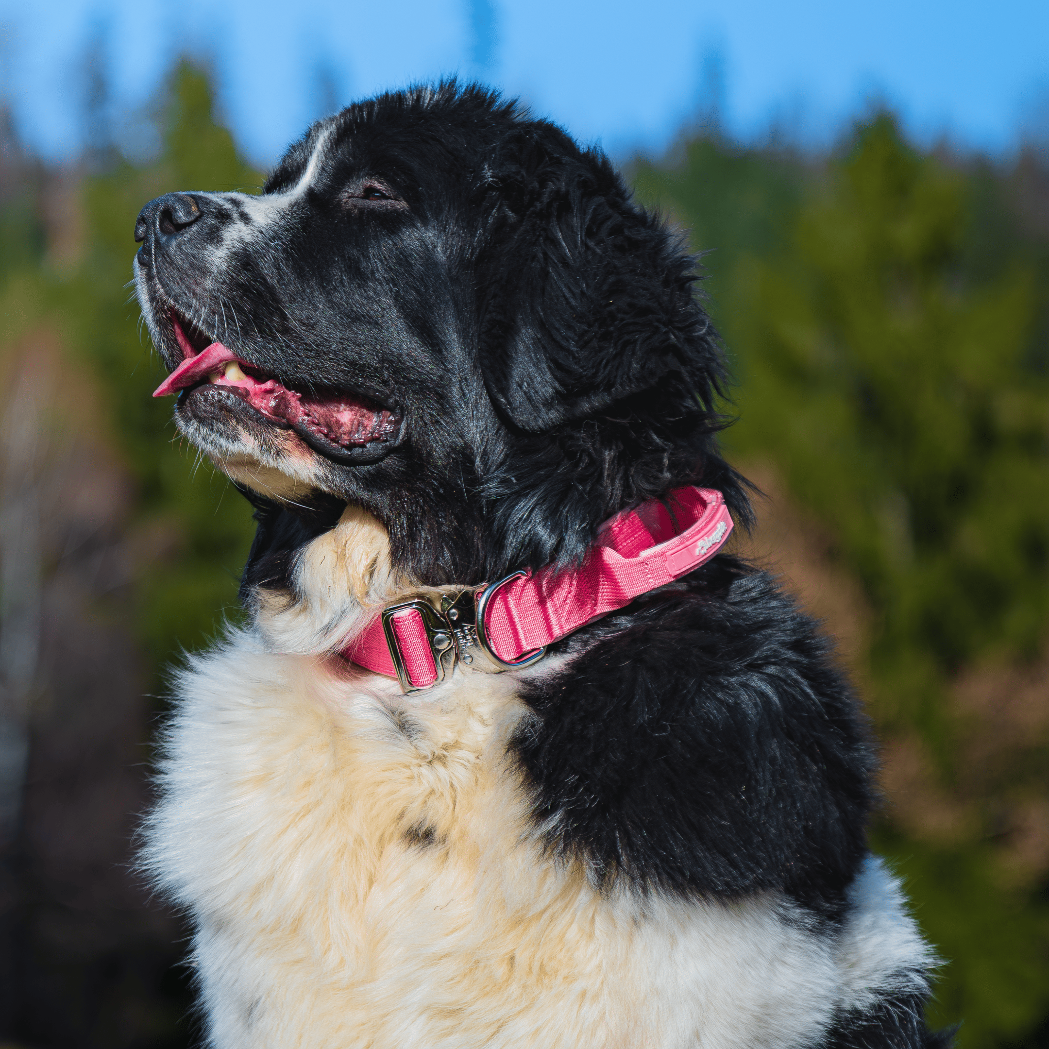 Bergpfote Control Halsband