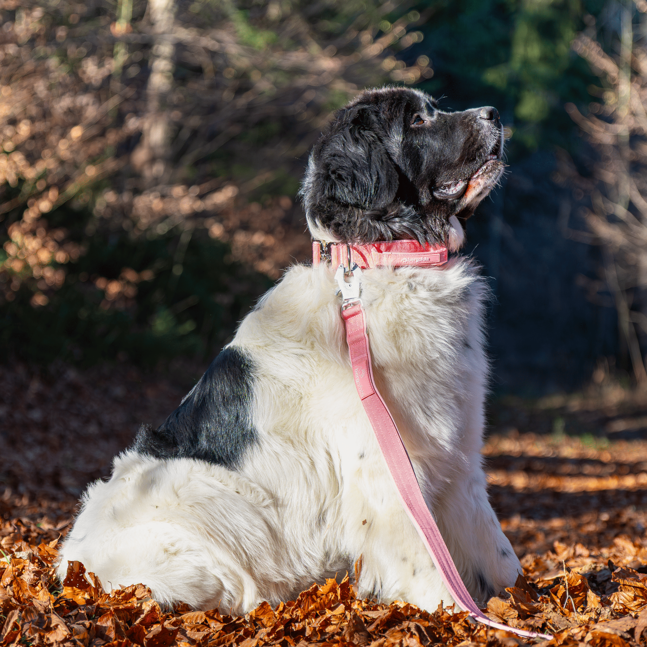 Bergpfote Control Halsband