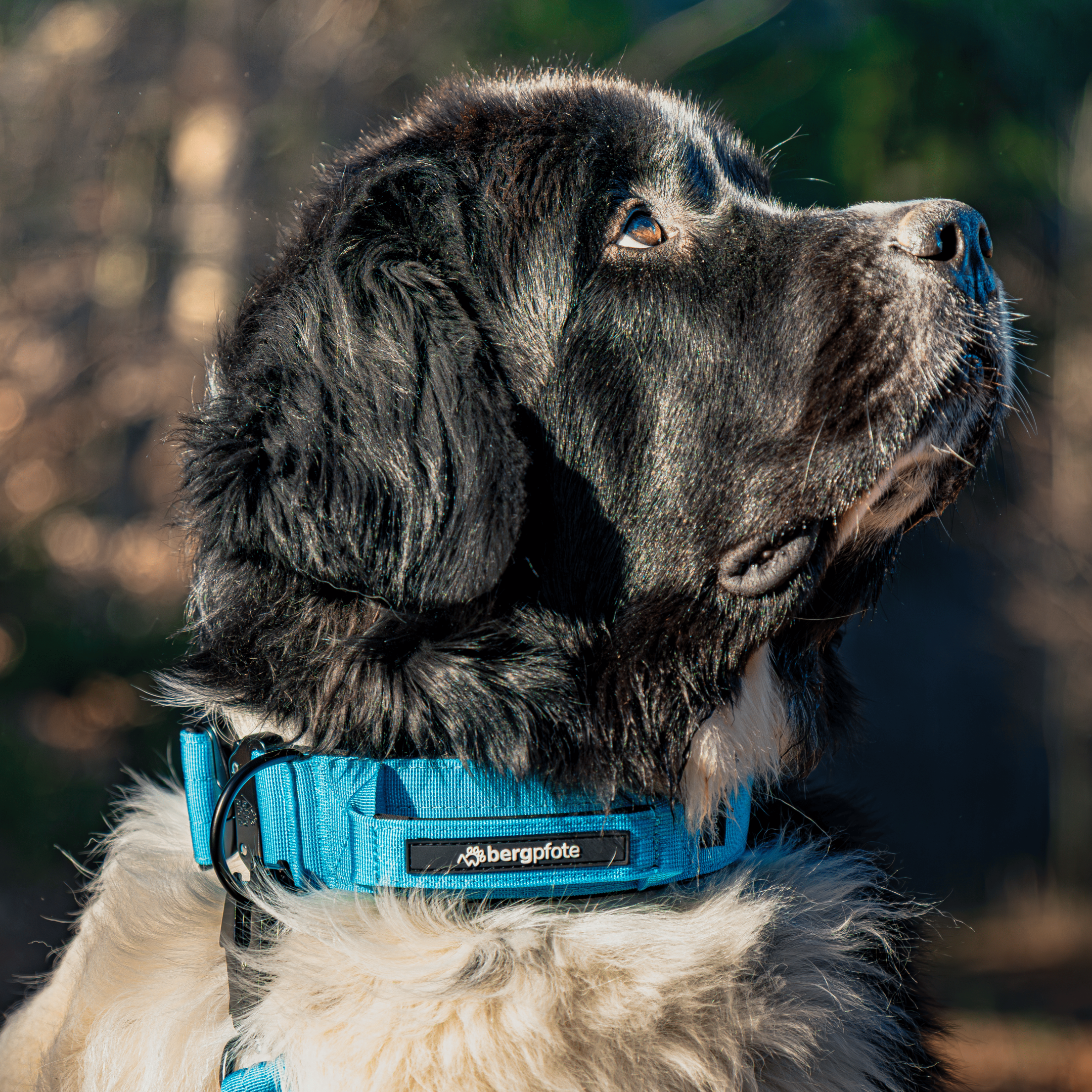 Control Halsband - Blau (mit Griff)