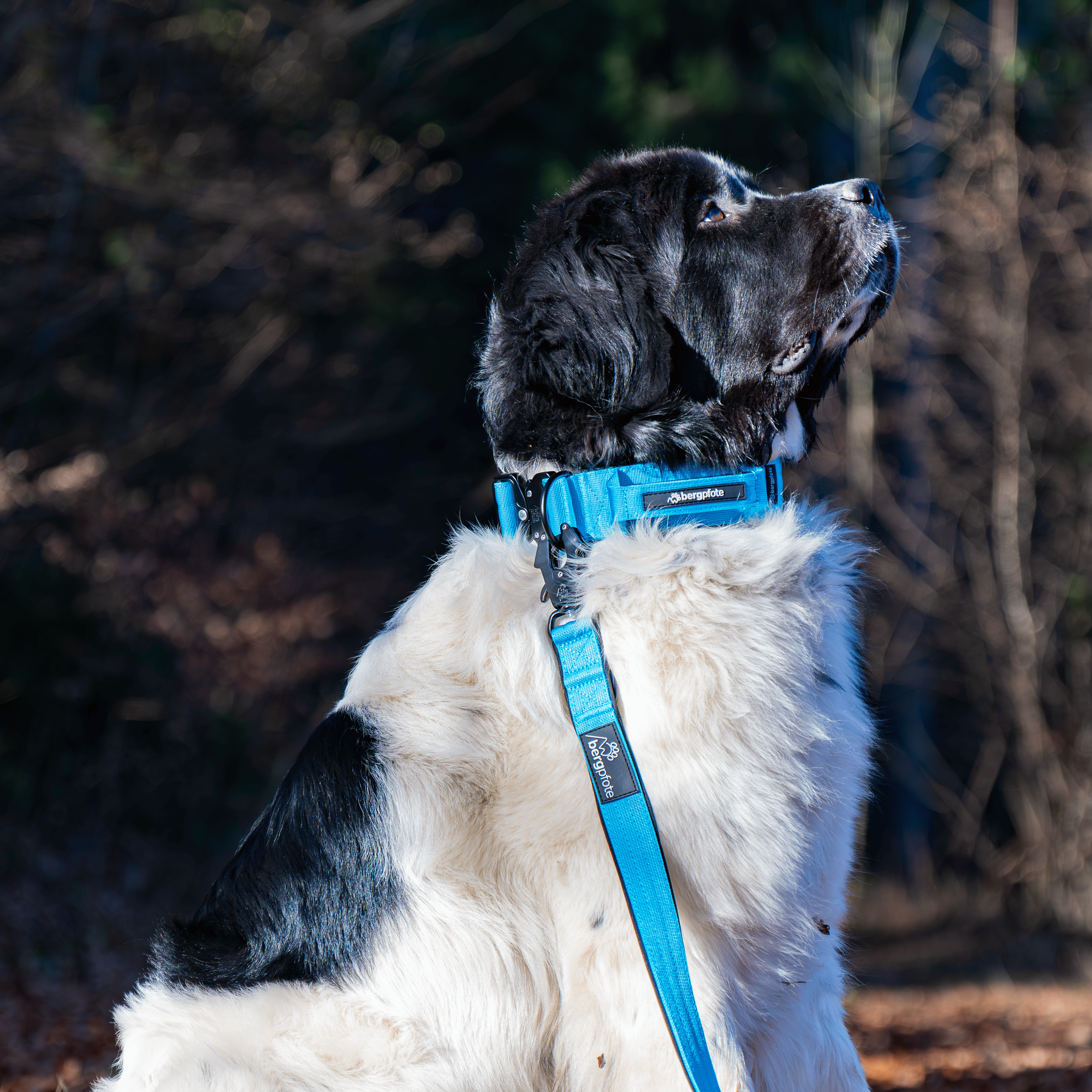 Bergpfote Control Leine - 2,2m