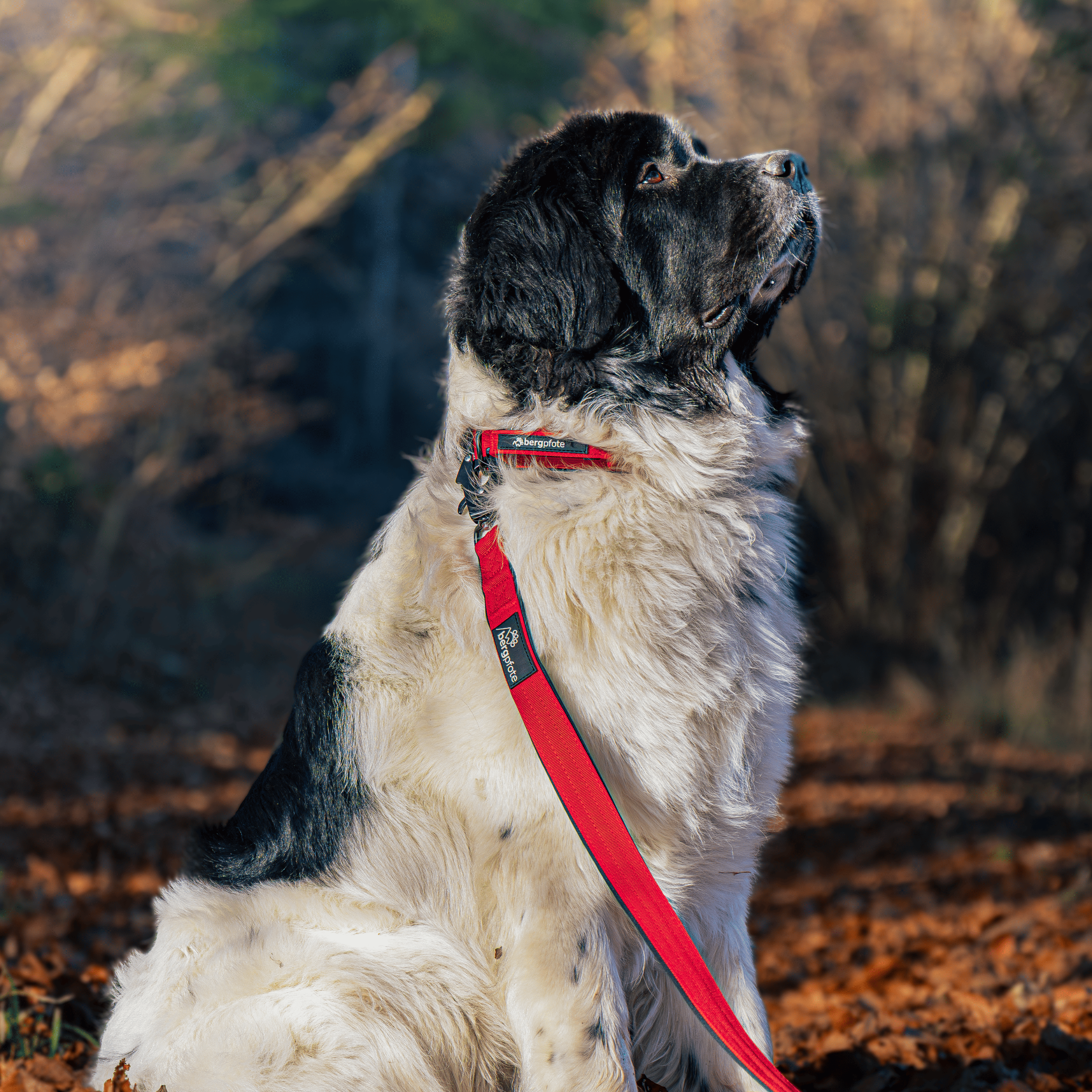 Bergpfote Control Leine - 2,2m