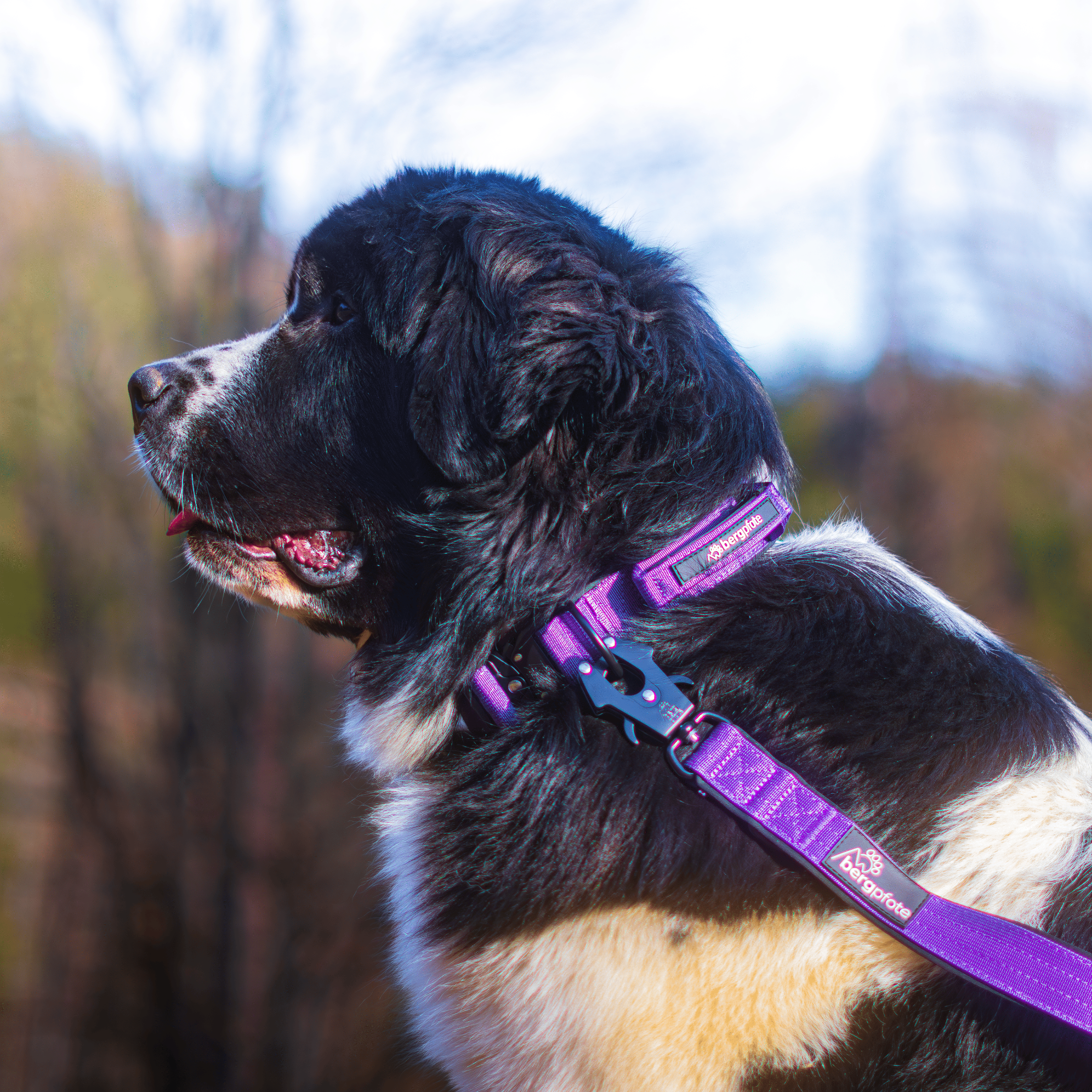 Bergpfote Control Halsband