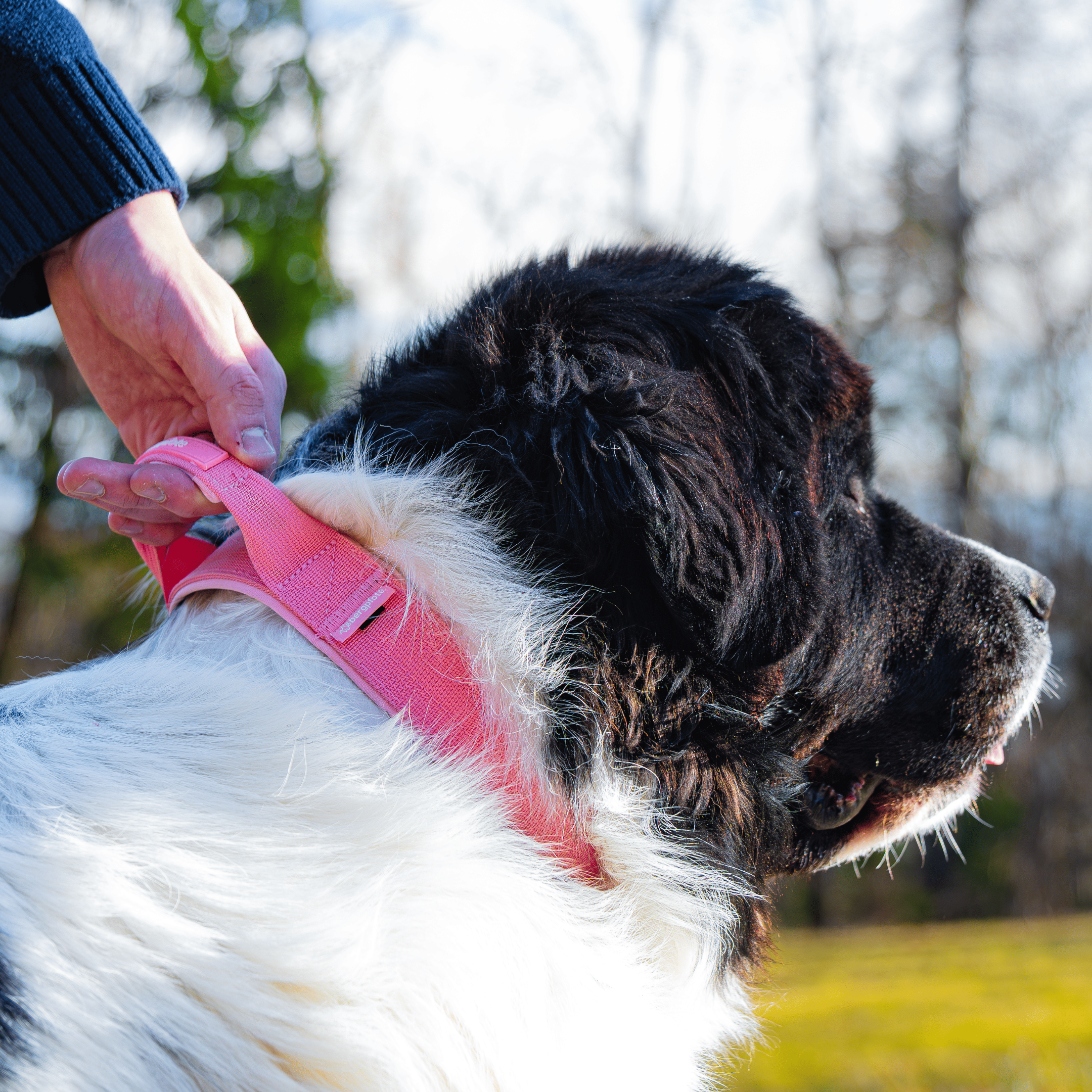 Bergpfote Control Halsband