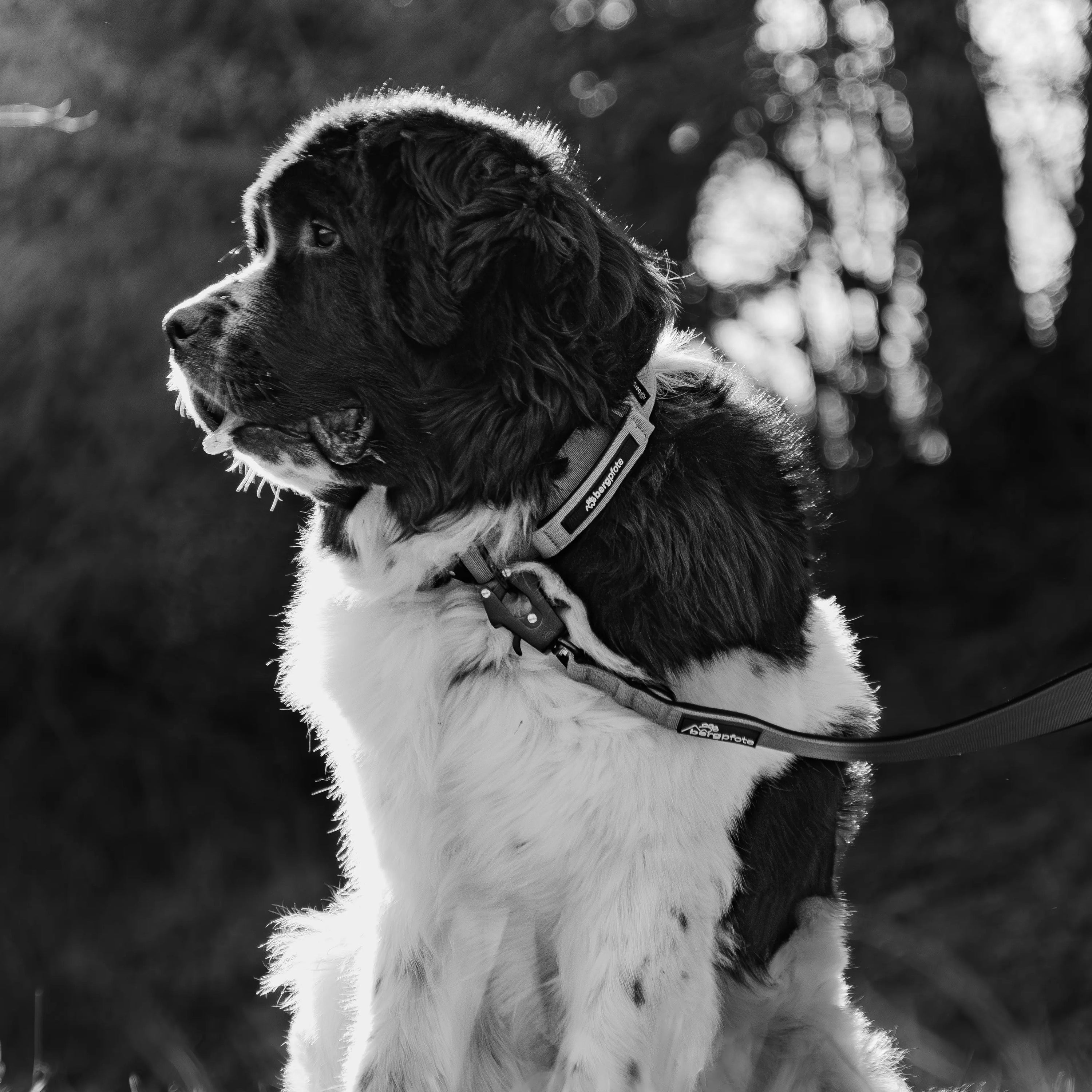 Hund trägt Bergpfote Control Hundehalsband im Outdoor Bereich