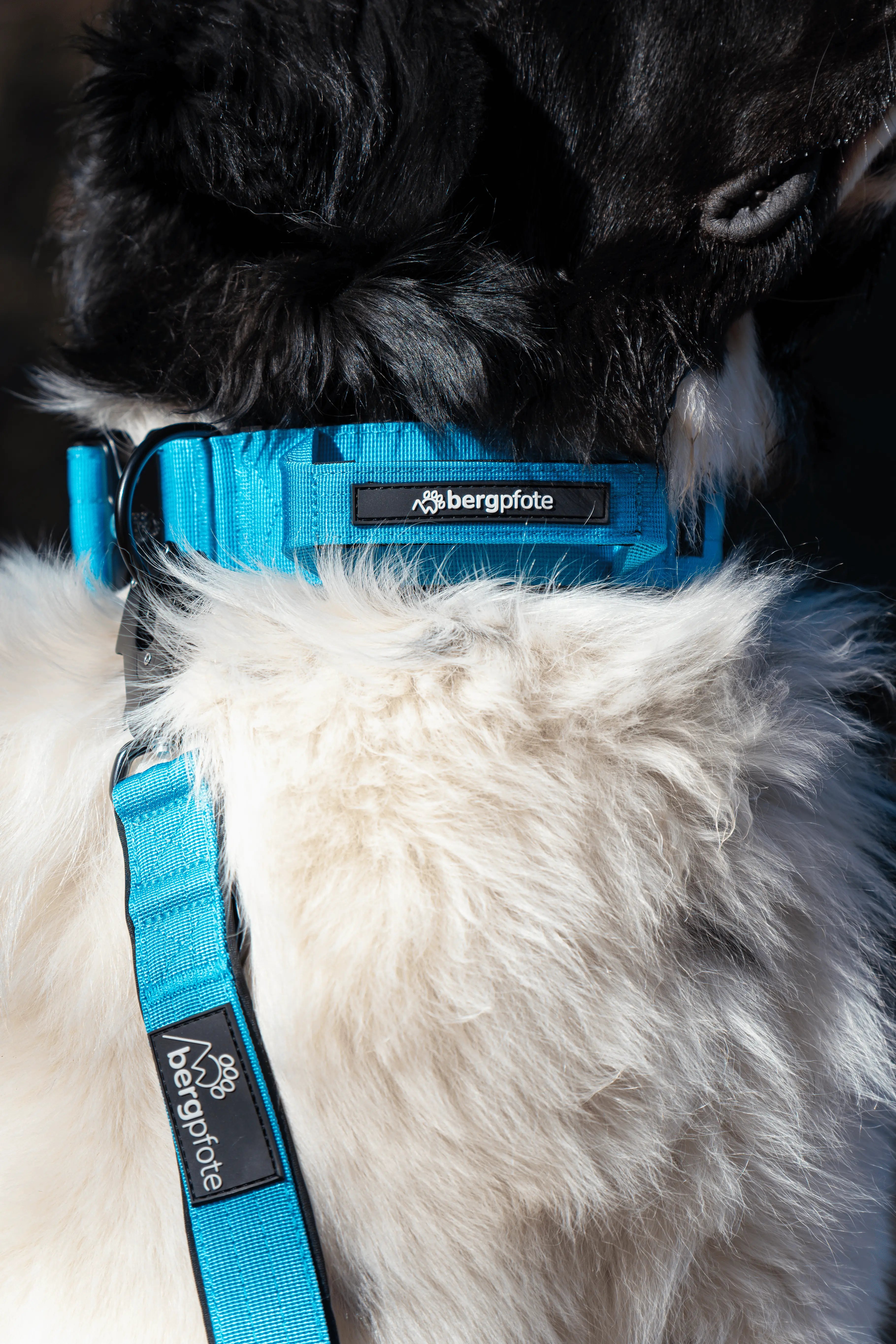 Detailaufnahme eines Hundes mit blauem Bergpfote Control Hundehalsband